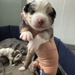 Black - Blue merle male Australian Shepherd puppy in Oneida, Tennessee from Miller's Legacy Natural Australian Shepherds - Full Tails & Dewclaws!