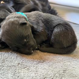 Lily - Bi-color female German Shepherd puppy in Salem, Virginia from Vom Kylohaus German Shepherds