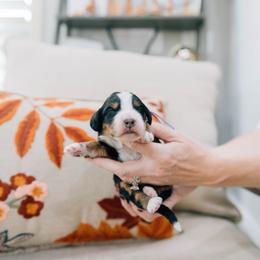 Smore - Tri-color male Bernedoodle puppy in Murray, Utah from Sun Valley Doodles