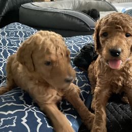 Poodle Puppies from Aschenputtel Poodles