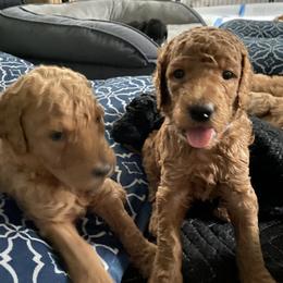 Poodle Puppies from Aschenputtel Poodles
