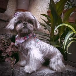 Pearl - Shih Tzu