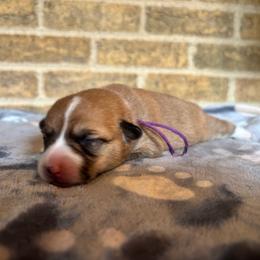Purple collar female - Sable female Pembroke Welsh Corgi puppy in Mcarthur, Ohio from Bentley Corgis LLC