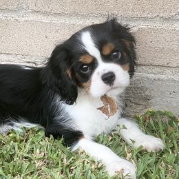 Cavalier King Charles Spaniels from Skylynn Cavaliers