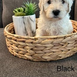 Goldendoodle Puppies from Pacific Goldendoodle, LLC