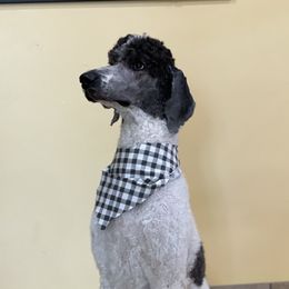 Sky - Poodle