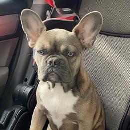 Navy - French Bulldog