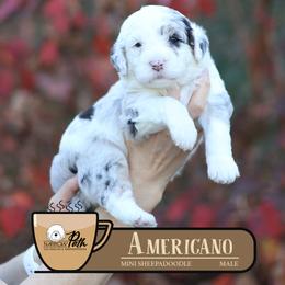 Americano - Merle male Sheepadoodle puppy in Cleveland, Tennessee from Narrow Path Old English & Sheepadoodles