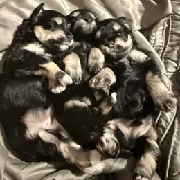 Miniature Schnauzer Puppies from Ancient City Schnauzers