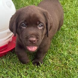 Pink - Chocolate female Labrador Retriever puppy in Wauconda, Illinois from Oksana's Labrador Retrievers