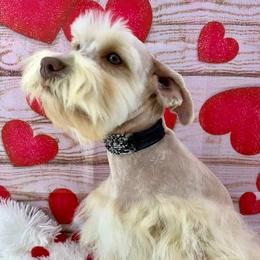 Ginger - Miniature Schnauzer