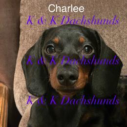 Charlee - Dachshund