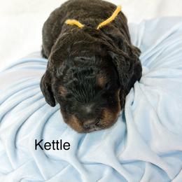 Kettle - Phantom male Goldendoodle puppy in Pasco, Washington from Camp Doodle Woods