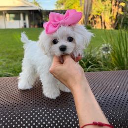 Tiny korean 6500 - White female Maltese puppy in Miami, Florida from Natalias Tiny Puppies