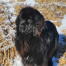 Trouble - Newfoundland
