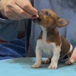Rascal - White and sable male Teddy Roosevelt Terrier puppy in Cumming, Georgia from Barnett’s Rambling Terriers