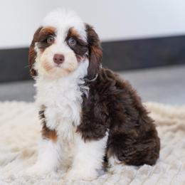 Donkey (chocolate tricolor socialization grad) - Chocolate merle male Bernedoodle puppy in Dundee, Ohio from Down Home Doodle