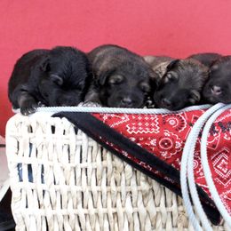 German Shepherd Puppies from Silver Elite Shepherds