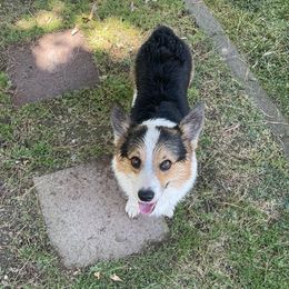 Cooper - Pembroke Welsh Corgi