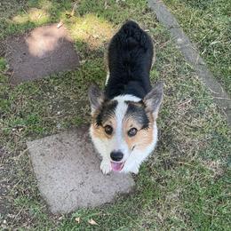 Cooper - Pembroke Welsh Corgi