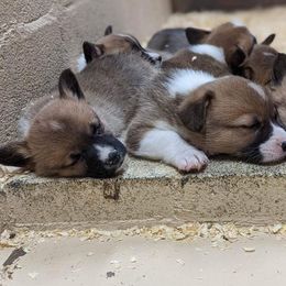 Beagle and Pembroke Welsh Corgi Puppies from Country Acres Farm