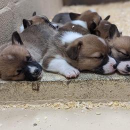 Beagle and Pembroke Welsh Corgi Puppies from Country Acres Farm