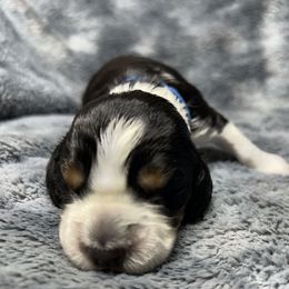 Ephriam - Black white and tan male English Springer Spaniel puppy in Battle Creek, Michigan from Eden Springer Spaniels