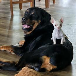 Border Collie and Rottweiler Puppies from K&R RANCH KENNELS