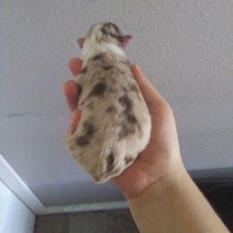 Australian Shepherd Puppies from L and D Australian Shepherds