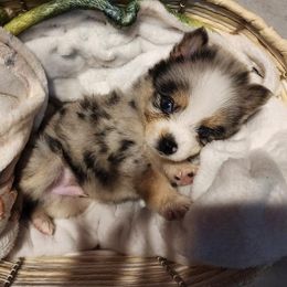 Pomskies from Precious House Of Pomskies