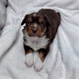 Bear - Red tri male Toy Australian Shepherd puppy in Bly, Oregon from Apacheblus Toy Aussies