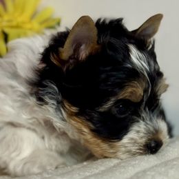 Red Boy 2000 - Black tan and white male Biewer Terrier puppy in Ambrose, Georgia from Southern Star Biewer Terriers