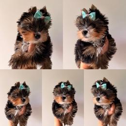Daisy AKC Price reduced - Black and tan female Yorkshire Terrier puppy in Georgia from Nalley Kennels