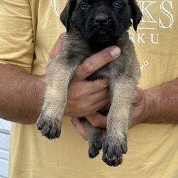 Mastiff Puppies from P Diamond Mastiffs