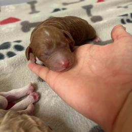 Girl 1 - Red  female Goldendoodle puppy in Noblesville, Indiana from R and H Doodles