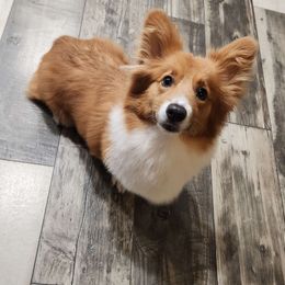 Kate - Pembroke Welsh Corgi