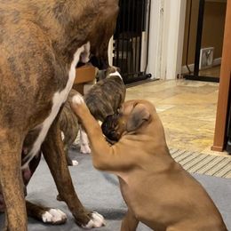 Boxer Puppies from Fineview Boxers
