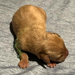 Green Boy - Yellow male Labrador Retriever puppy in Monticello, Georgia from Hollow Meadows Retrievers