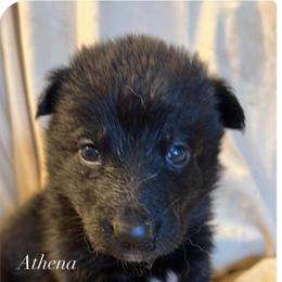 German Shepherd Puppies from B&R Kennel