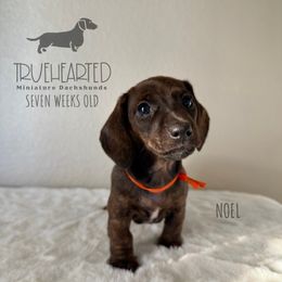 Noel - Brindle female Dachshund puppy in Royse City, Texas from Truehearted Miniature Dachshunds