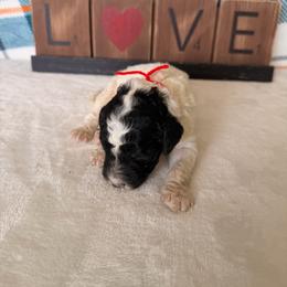 Scarecrow - Parti male Poodle puppy in Luana, Iowa from Country View Bernedoodles and Goldendoodles