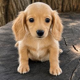 Gina - Red female Dachshund puppy in Industry, Illinois from KDKs Kennels