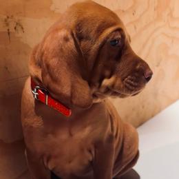 Mr Orange - Golden rust male Vizsla puppy in Agua Dulce, California from Waterfall Ranch Hungarian Vizslas