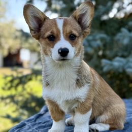 Girl 2 - female Pembroke Welsh Corgi puppy in Saint Ignatius, Montana from Rustic Barn Kennels