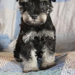 Teeny - Black and silver female Miniature Schnauzer puppy in Richardton, North Dakota from Crooked Tree Ranch
