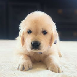 Knox - Light golden male Golden Retriever puppy in Deer Lodge, Tennessee from SelahGold
