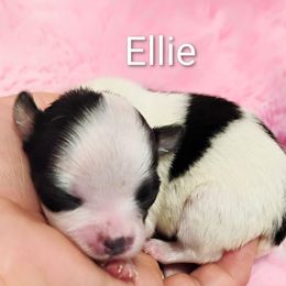 Ellie - Black and white female Chihuahua puppy in Wayland, Michigan from MI Chi