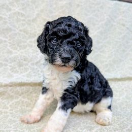 Lettie - Parti female Poodle puppy in Tawas City, Michigan from Great Lakes Poodles