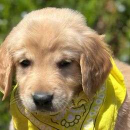 Cake - Golden Retriever puppy from Frankly Golden