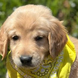 Cake - Golden Retriever puppy from Frankly Golden